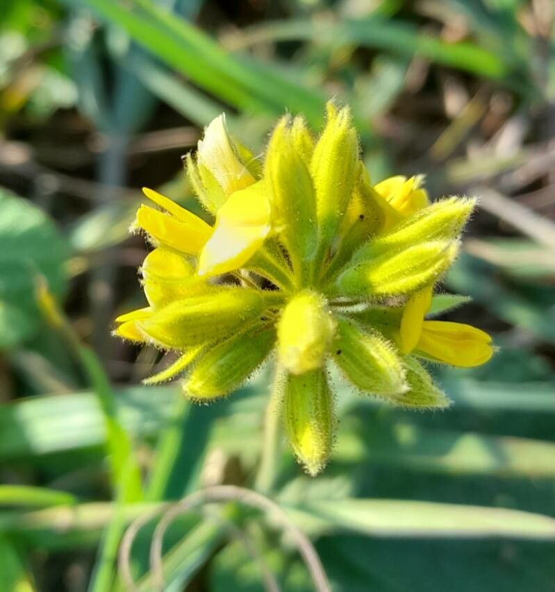Rhynchosia corylifolia flower