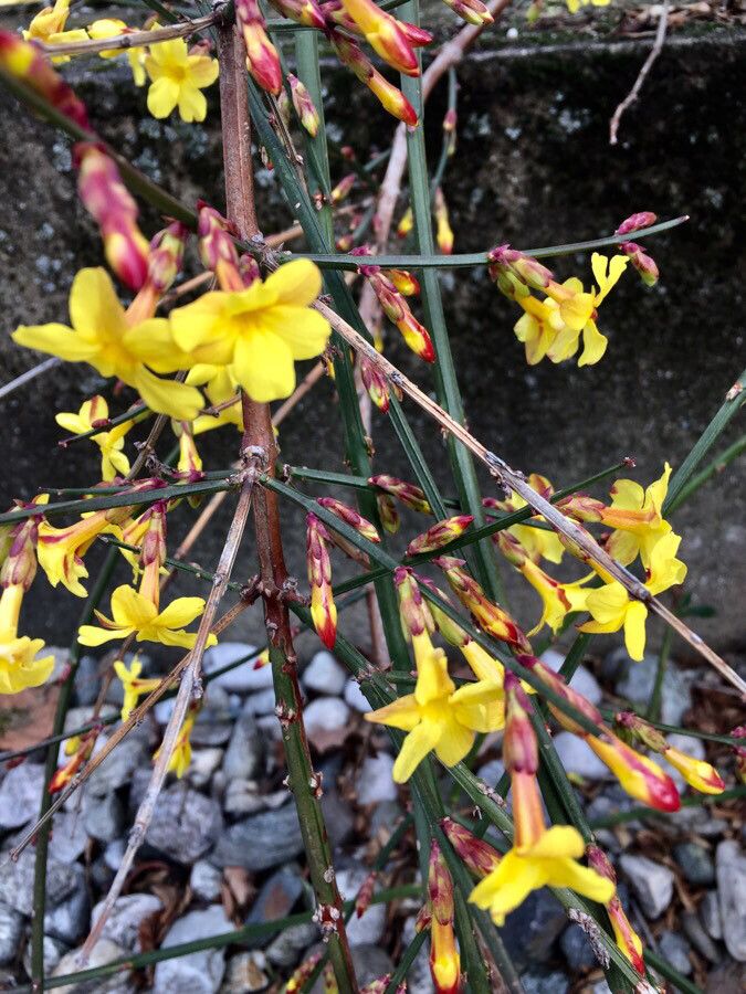 Jasminum nudiflorum flower