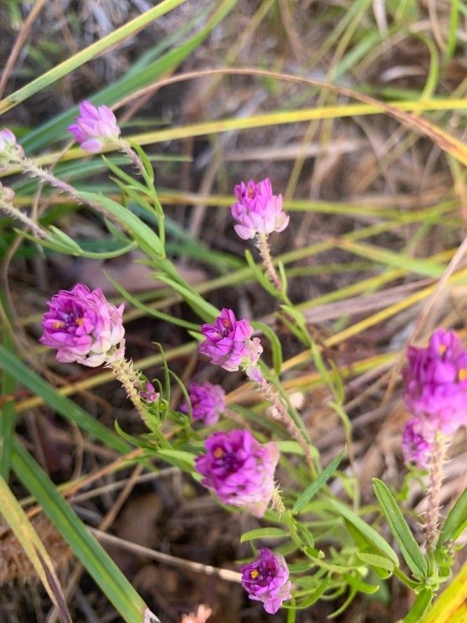 Polygala sanguinea flower