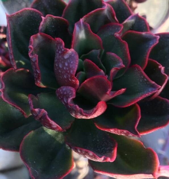 Echeveria montana — houseplant care guide