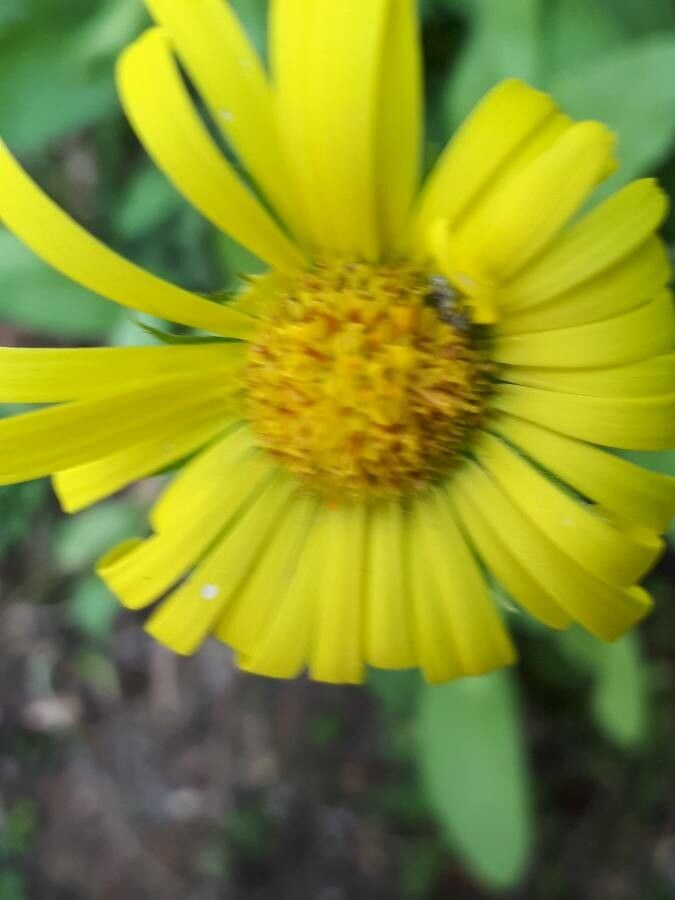 Doronicum pardalianches fruit