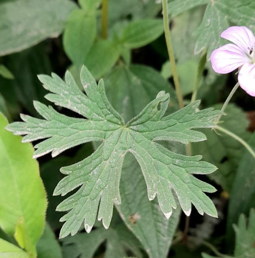 Geranium bicknellii