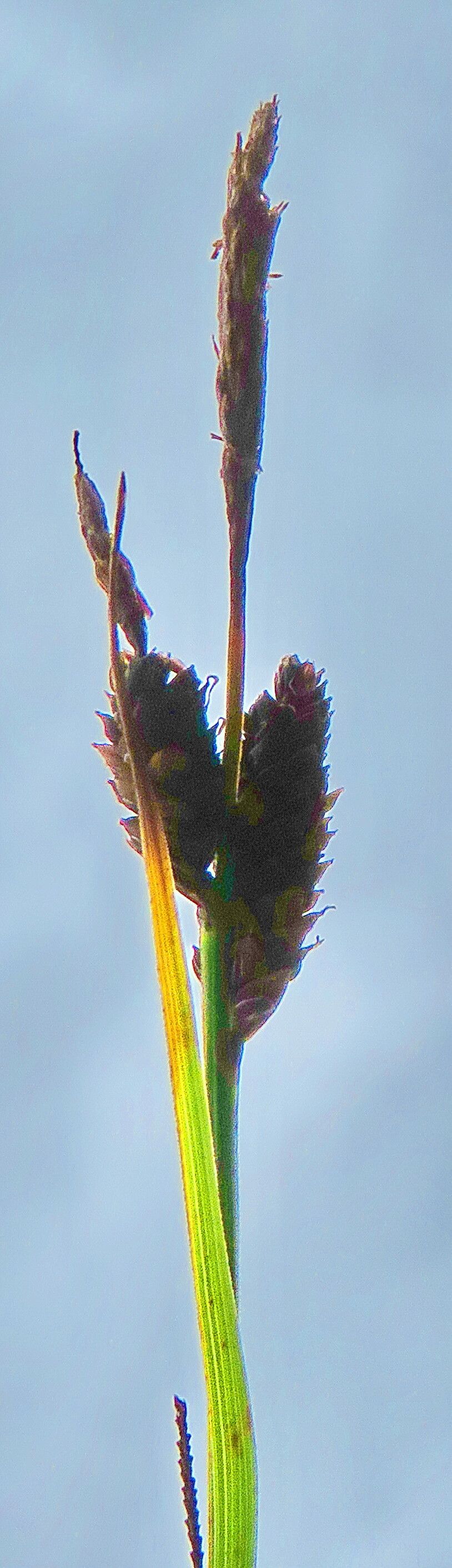 Carex heleonastes — houseplant care guide