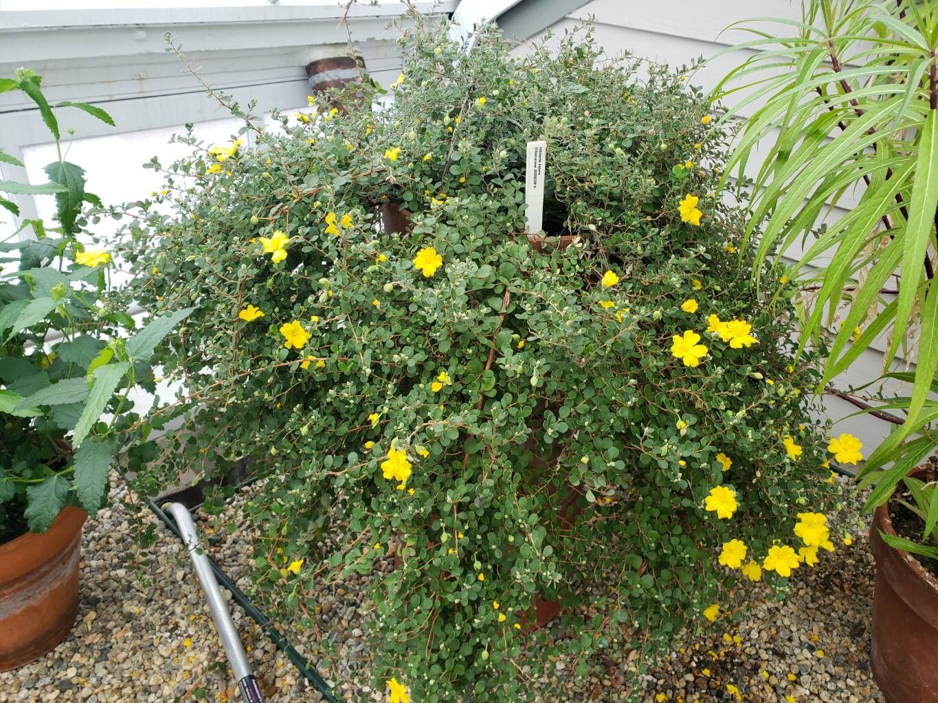 Hibbertia aspera habit