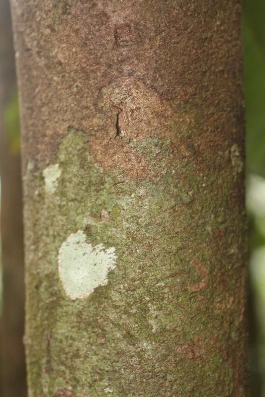 Ilex martiniana bark