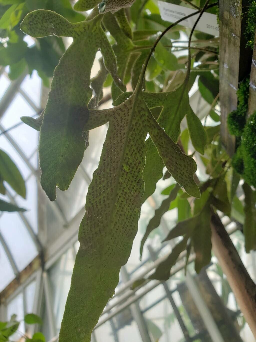 Pyrrosia hastata fruit