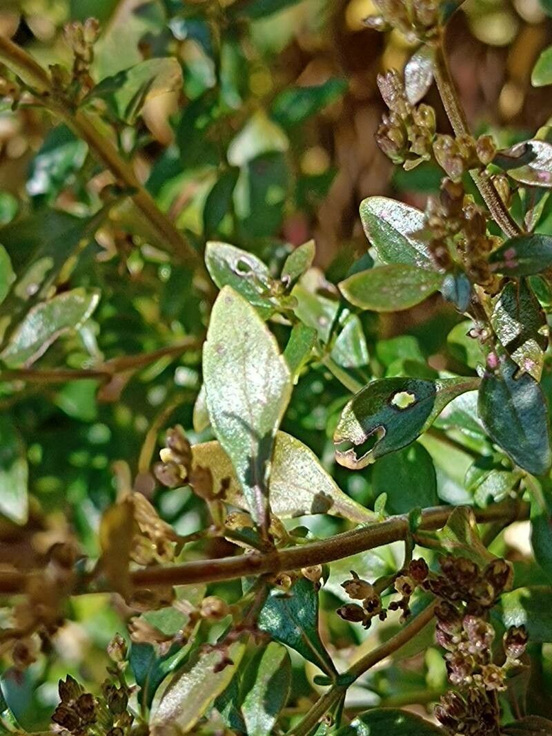 Clinopodium album — related species from the same genus