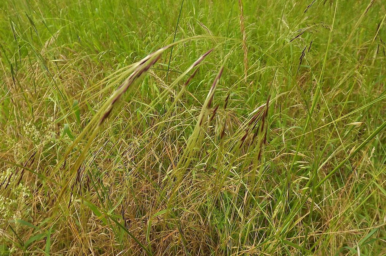 Nassella neesiana flower