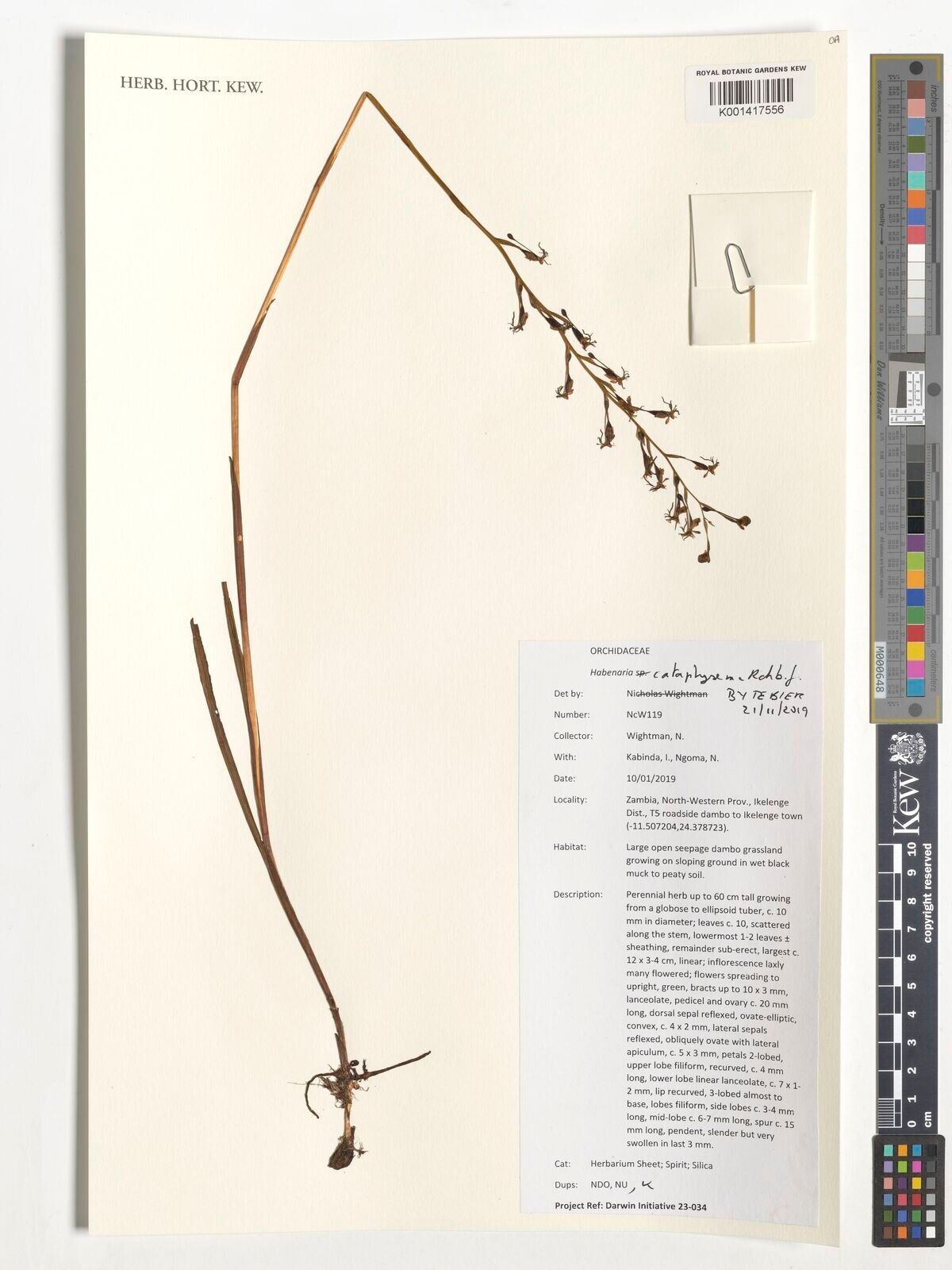 Habenaria cataphysema — houseplant care guide