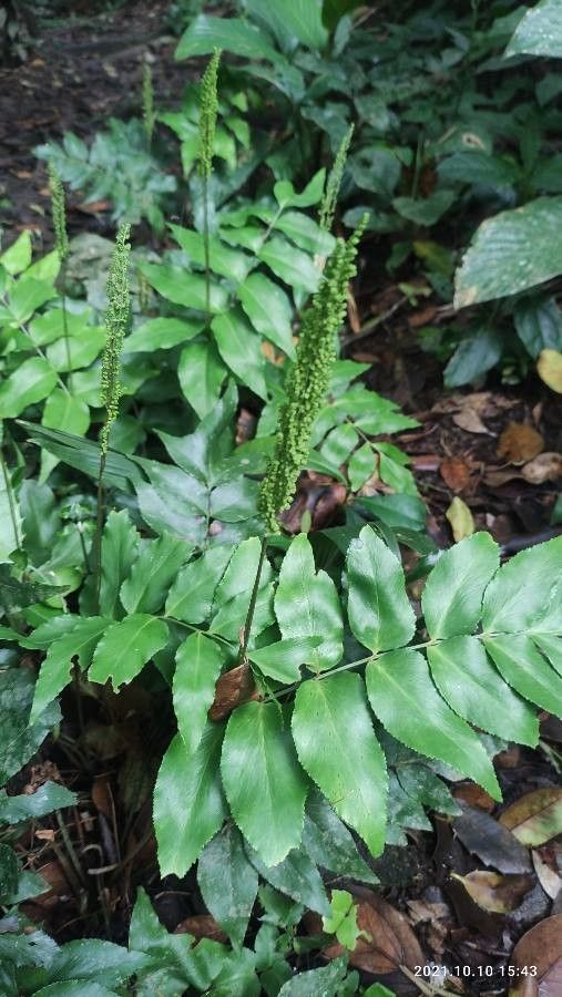 Anemia phyllitidis leaf