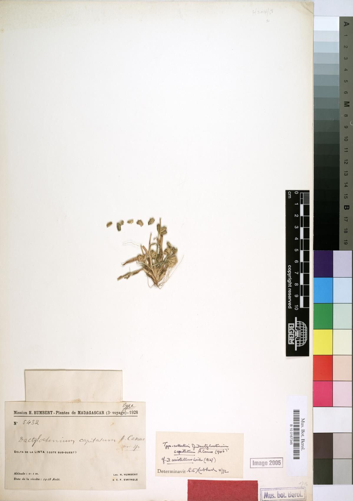 Dactyloctenium capitatum — related species from the same genus