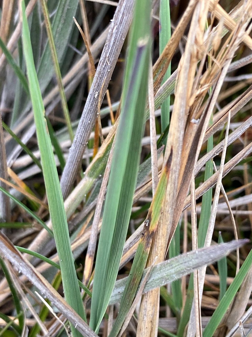 Polypogon magellanicus — related species from the same genus