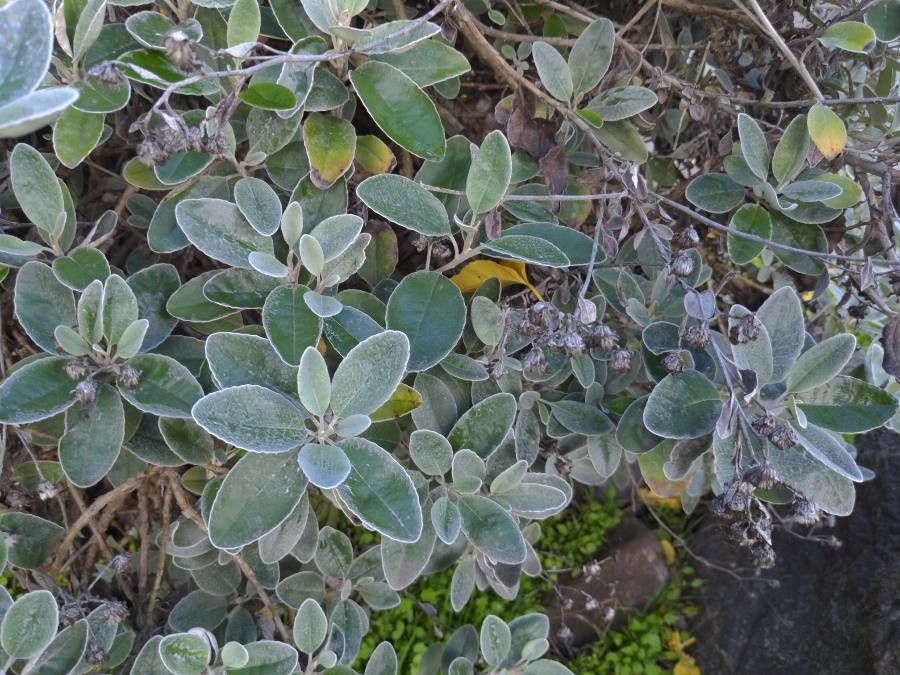 Senecio greyii — natural insect repellents houseplant