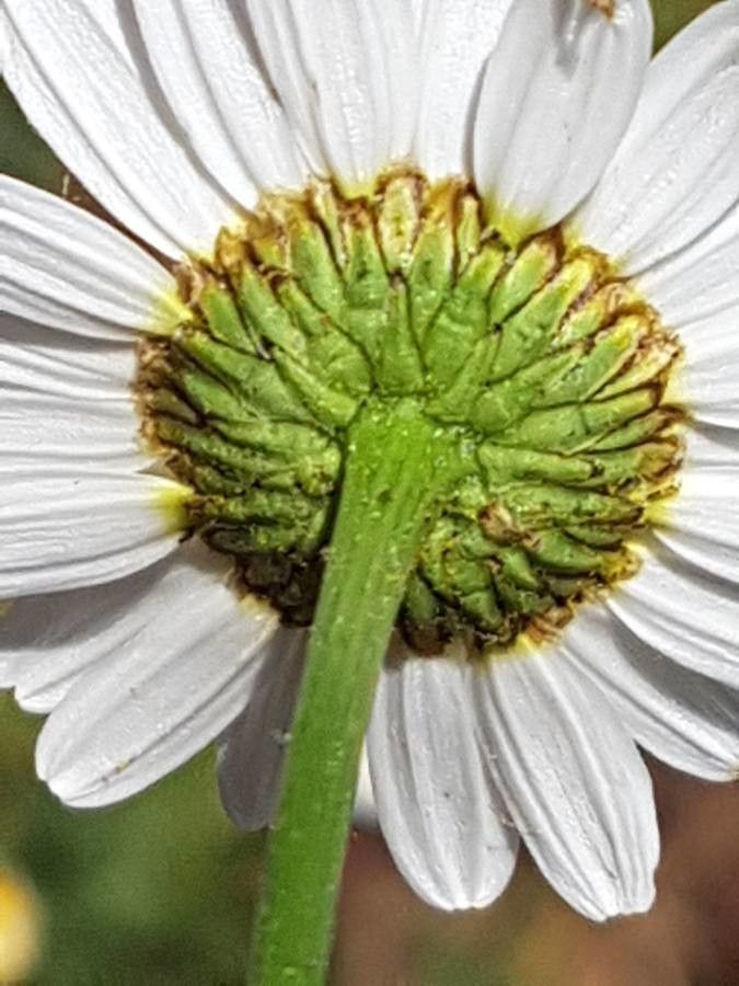 Leucanthemum monspeliense flower