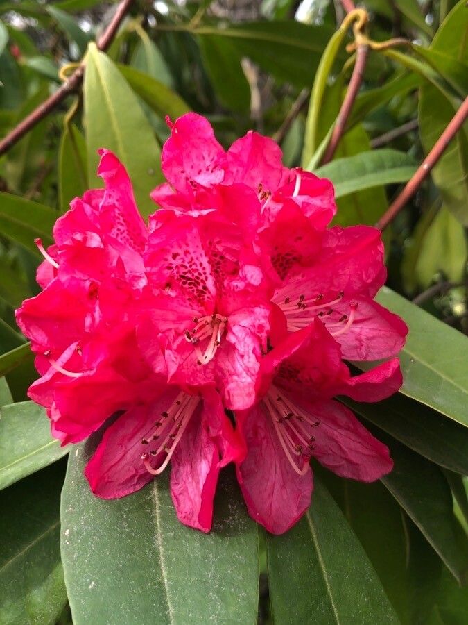 Rhododendron arboreum flower
