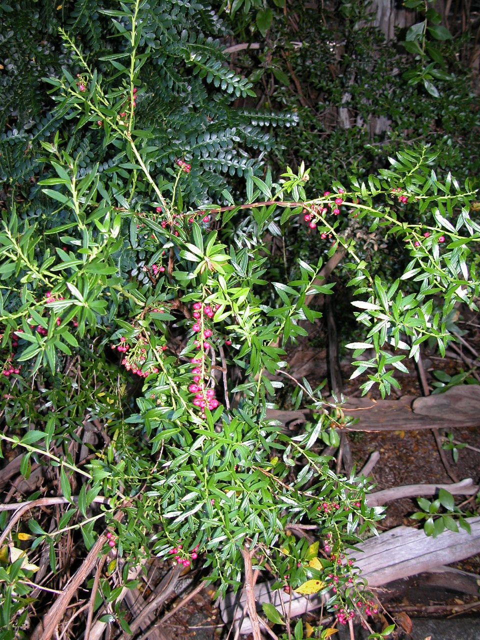 Gaultheria tenuifolia — search result for 'Gaultheria'