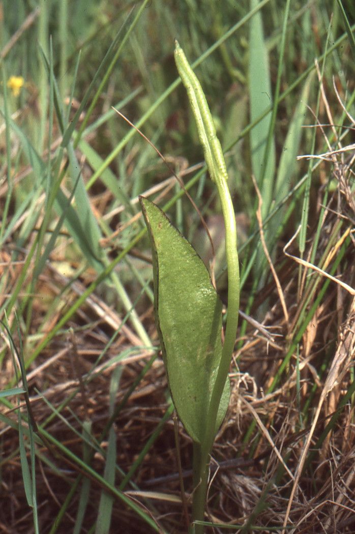 Ophioglossum azoricum leaf