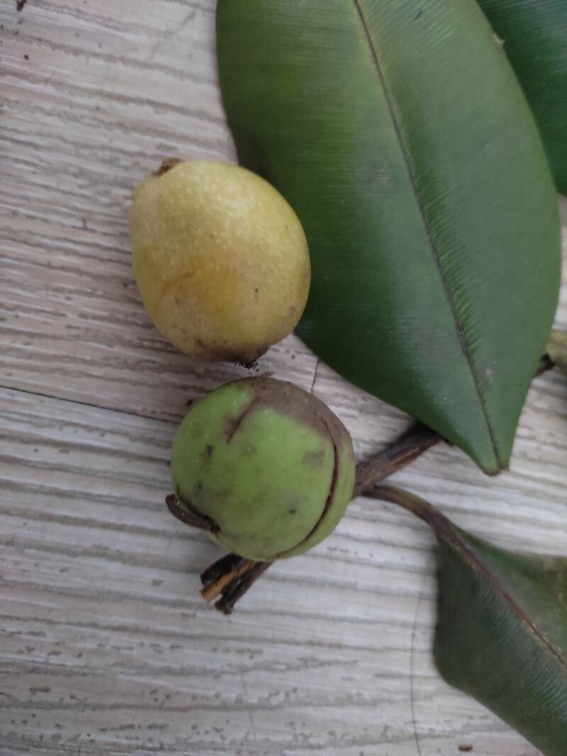 Calophyllum brasiliense fruit