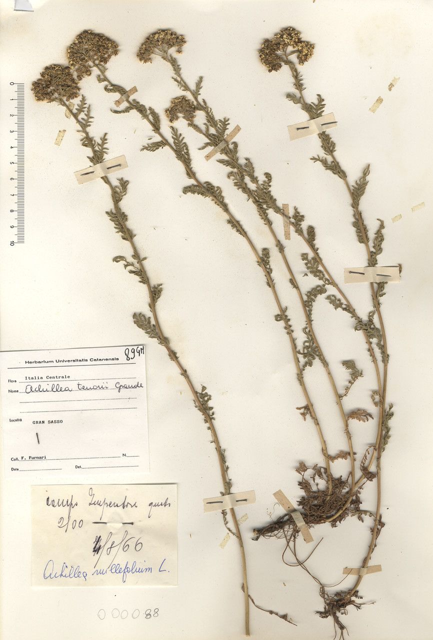 Achillea tenorei other