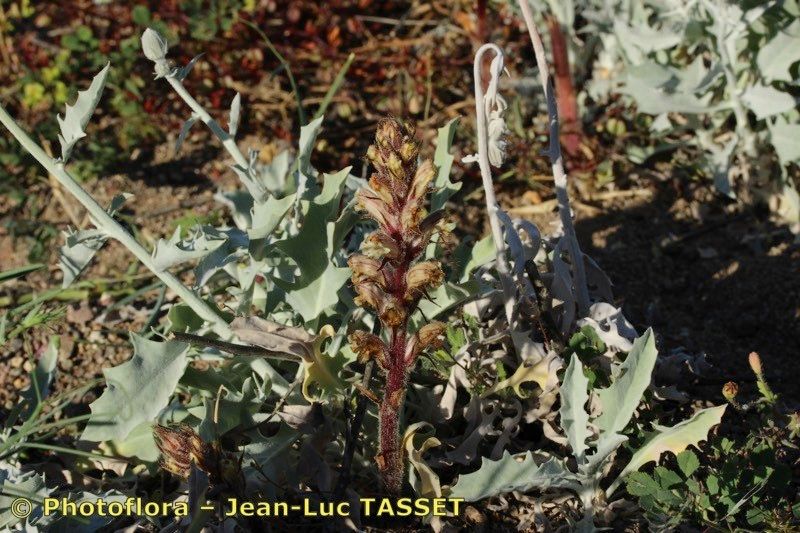 Orobanche calendulae — houseplant care guide