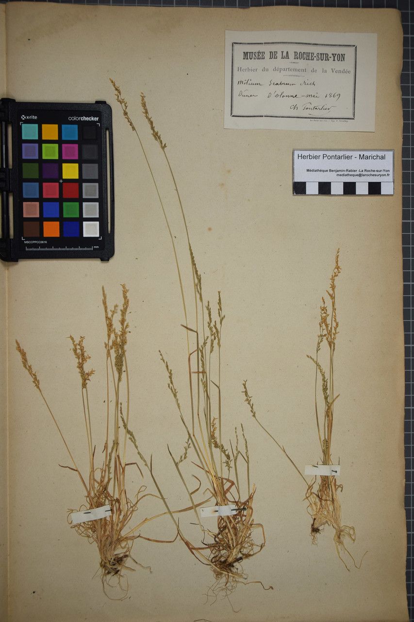 Gastridium scabrum other