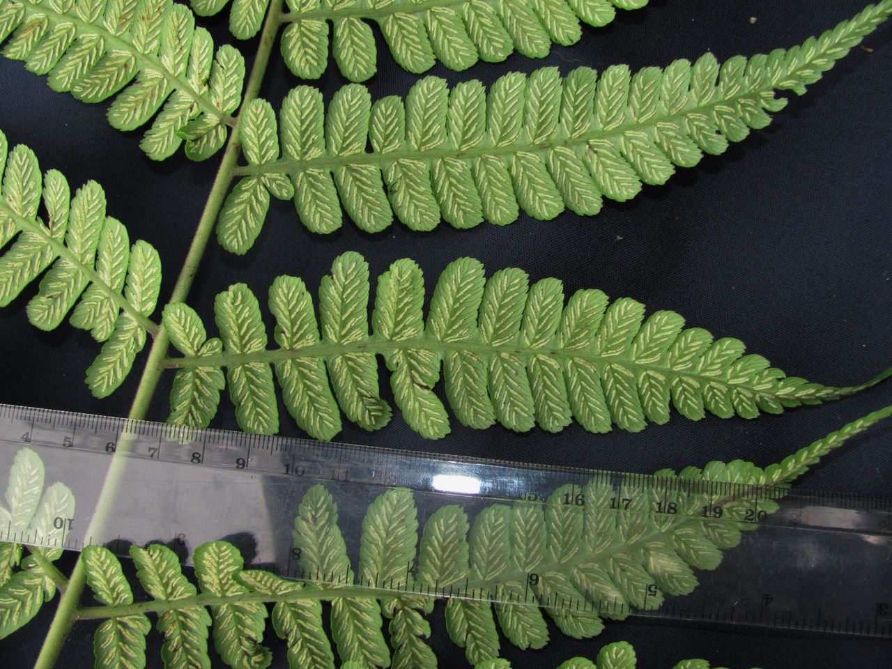 Diplazium skutchii — houseplant care guide