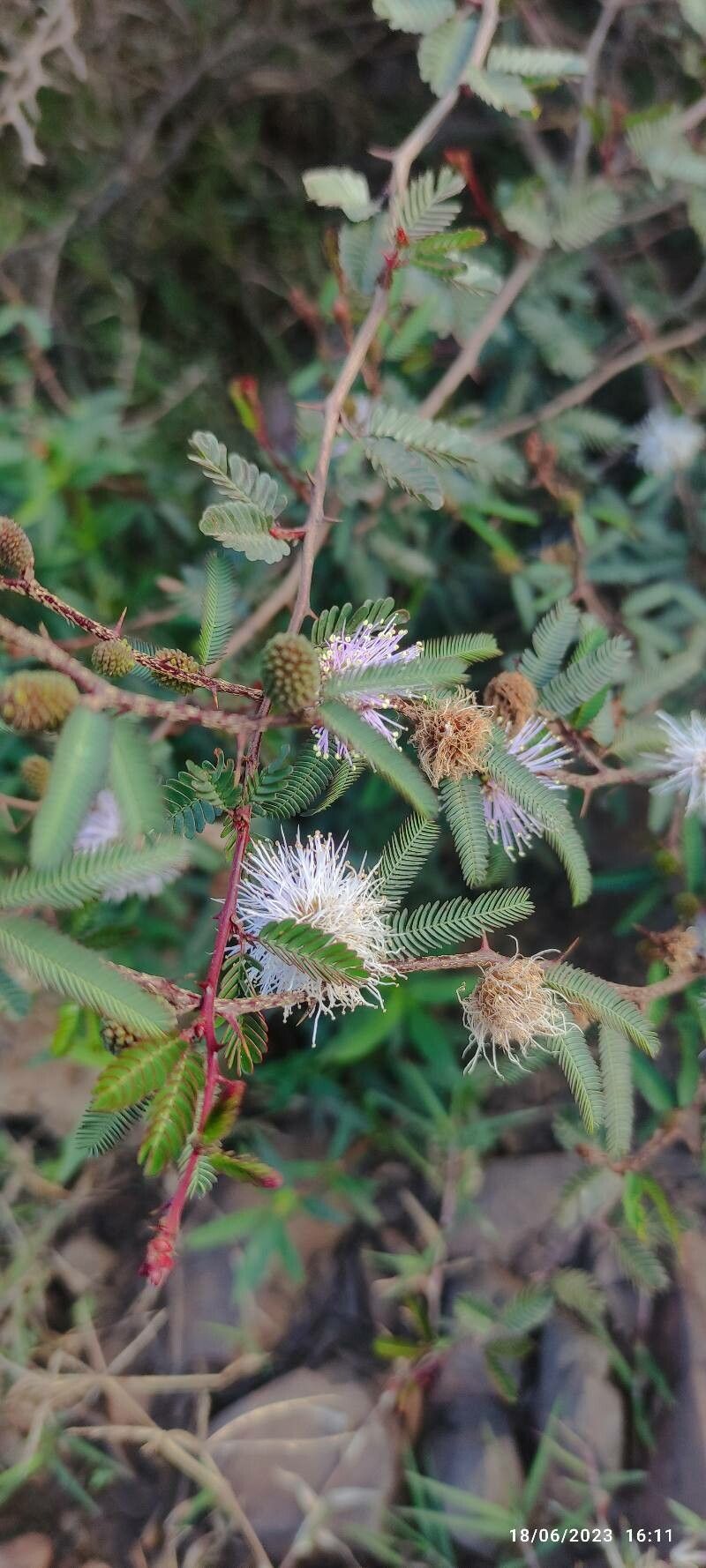 Mimosa somnians flower