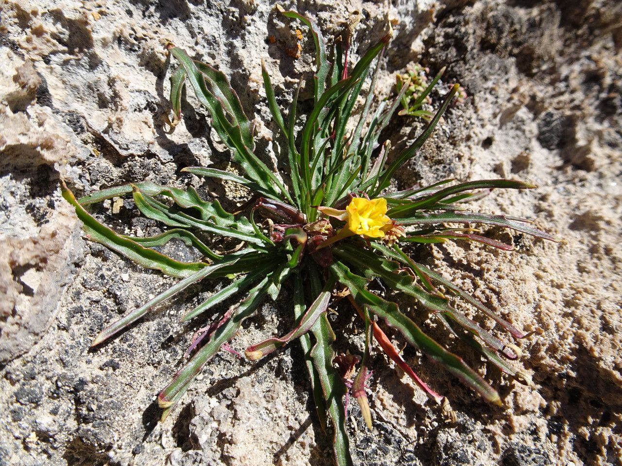 Oenothera punae habit