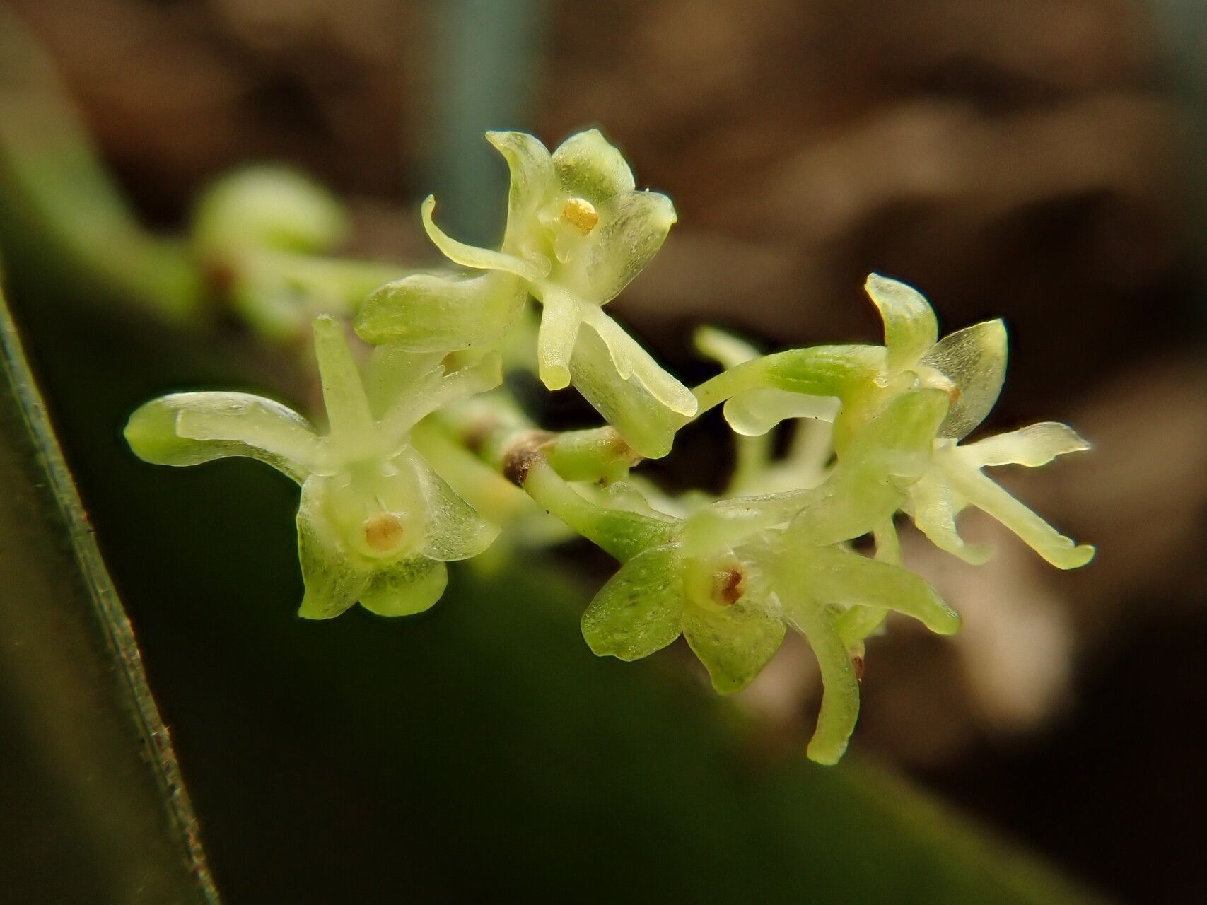 Angraecopsis tridens — houseplant care guide