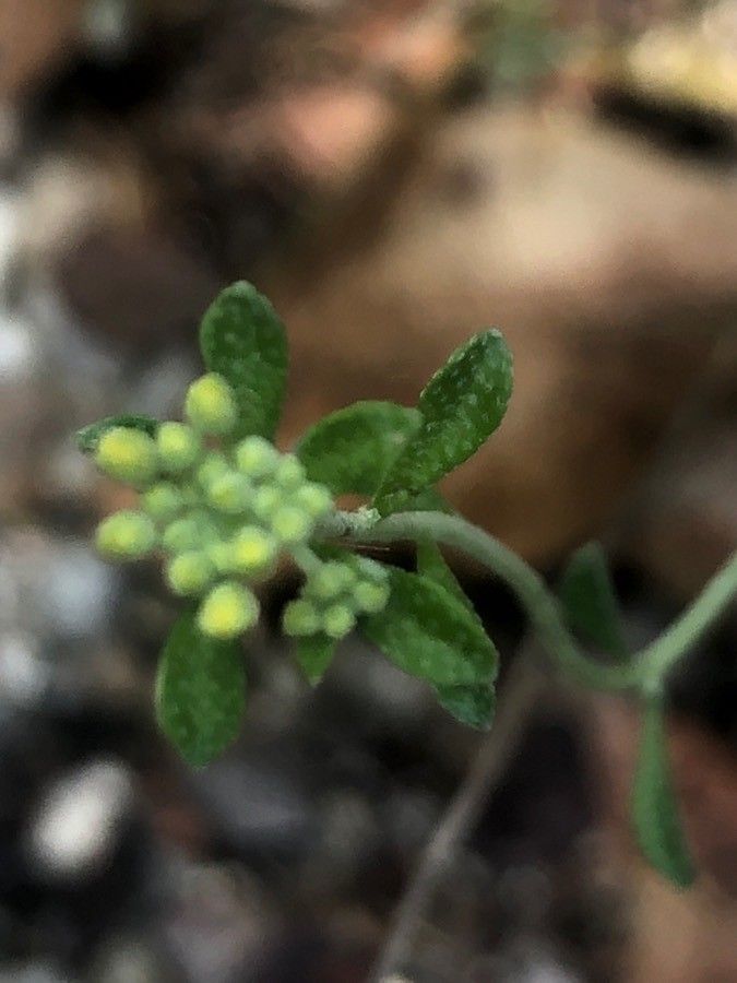 Hormathophylla spinosa fruit