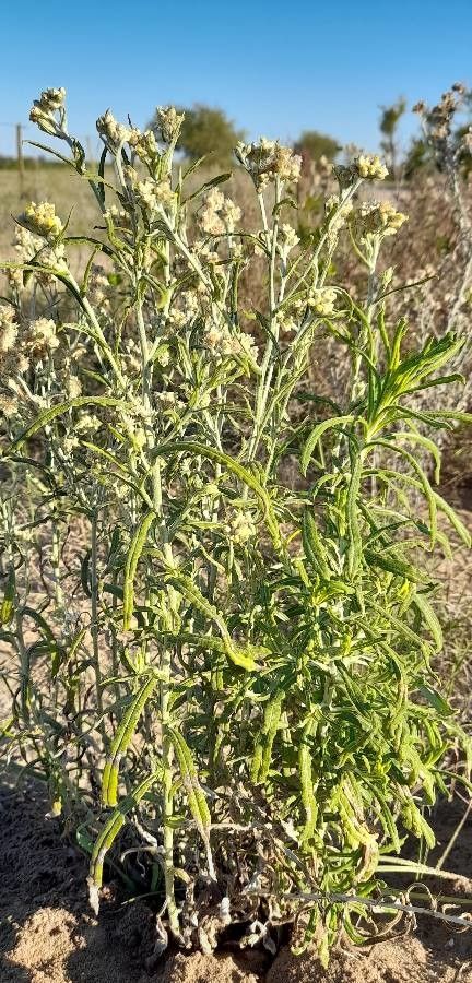 Pseudognaphalium gaudichaudianum habit