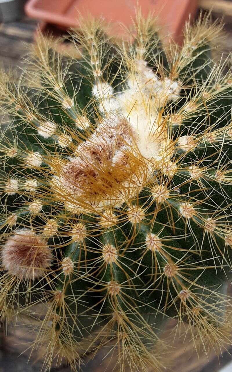Parodia warasii — search result for 'Parodia'