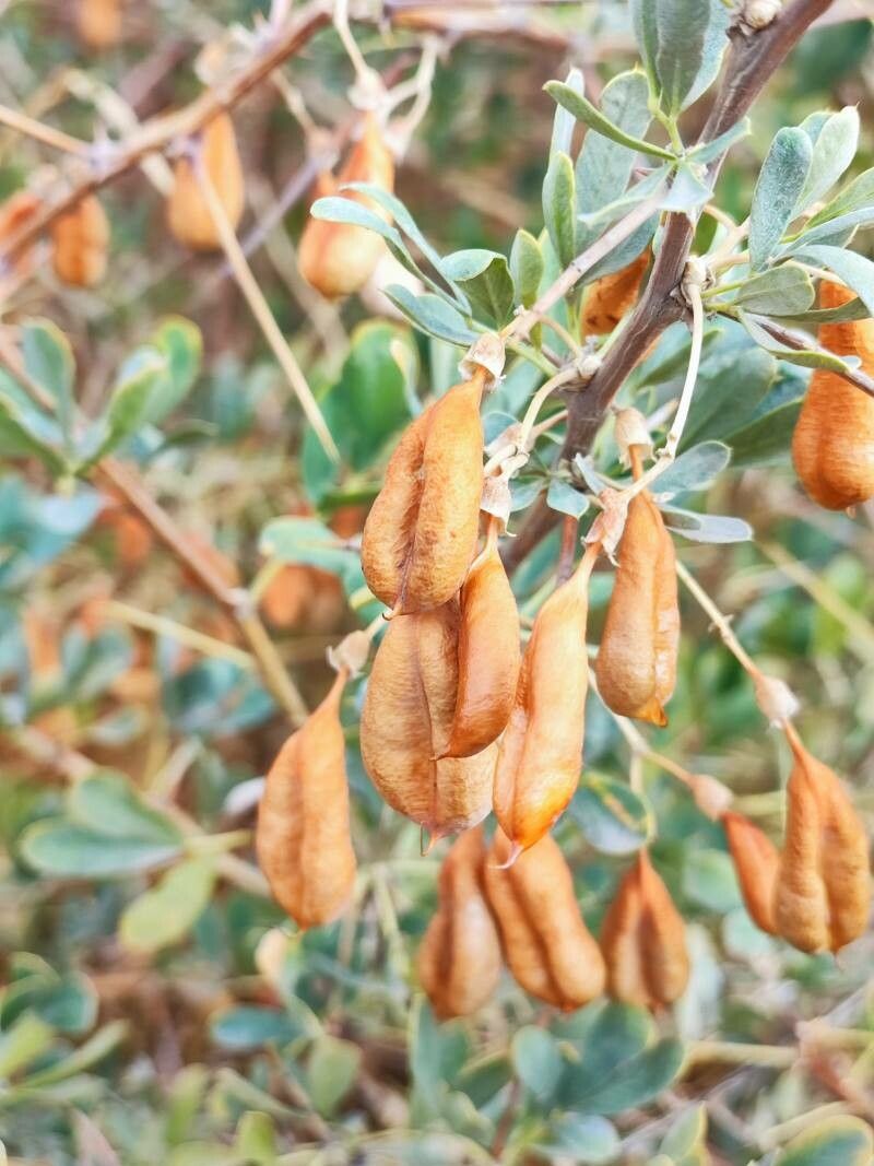 Caragana halodendron fruit