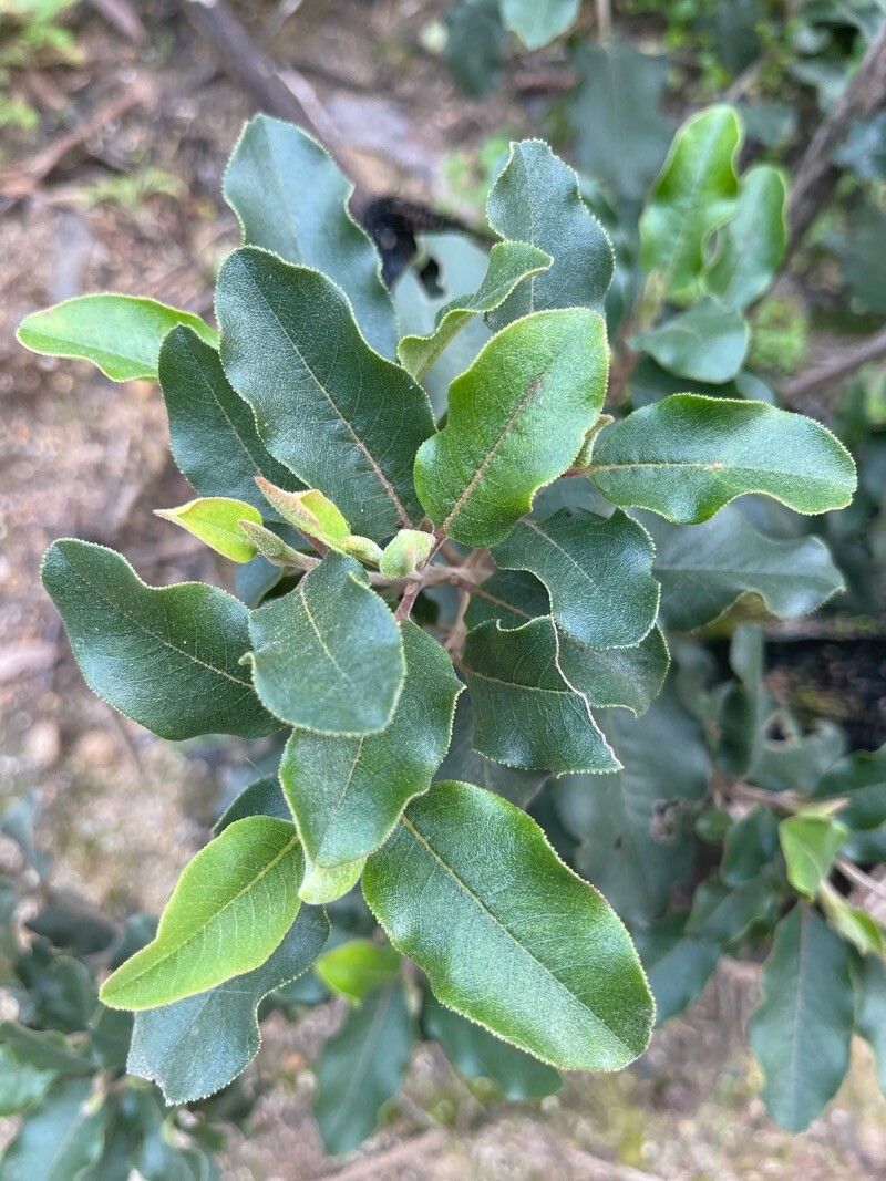 Escallonia pulverulenta — search result for 'Escallonia'