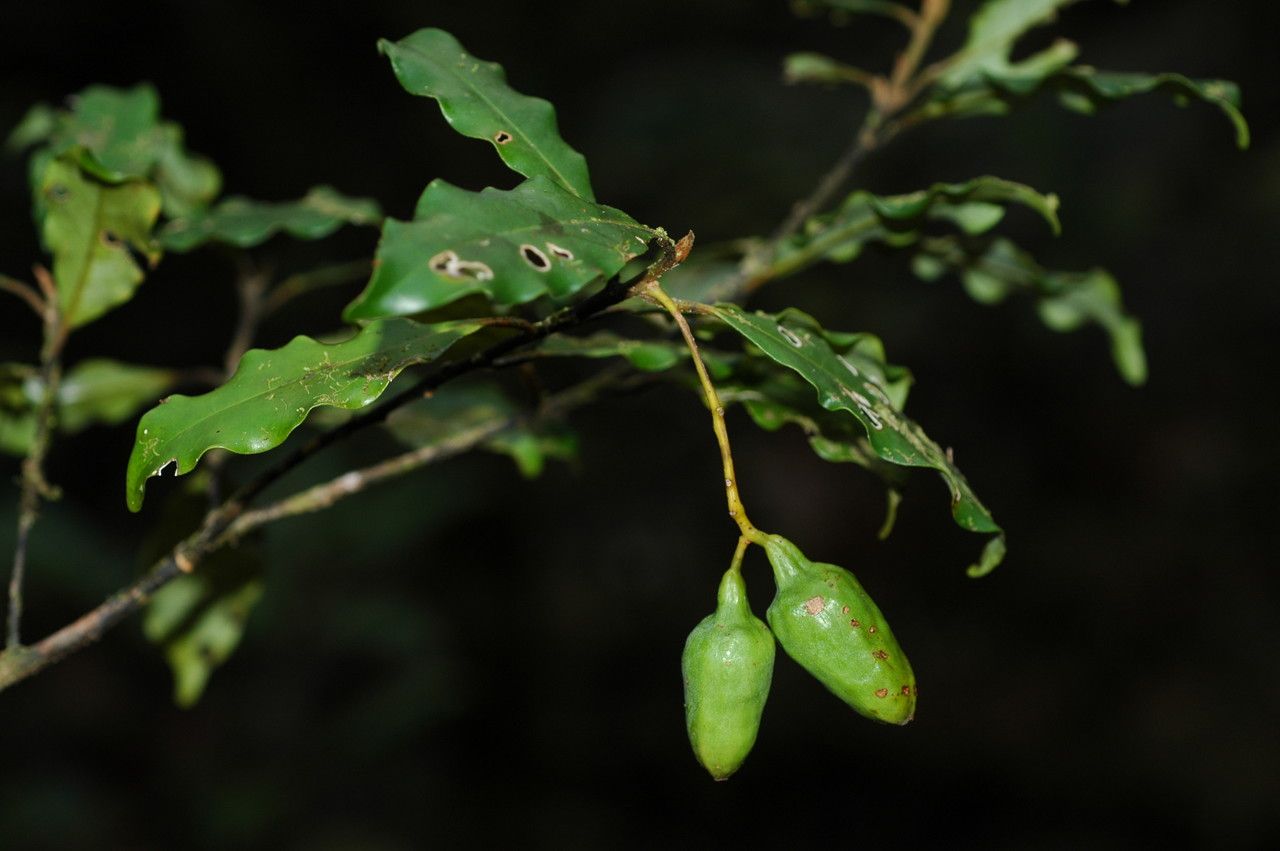 Cryptocarya phyllostemon habit