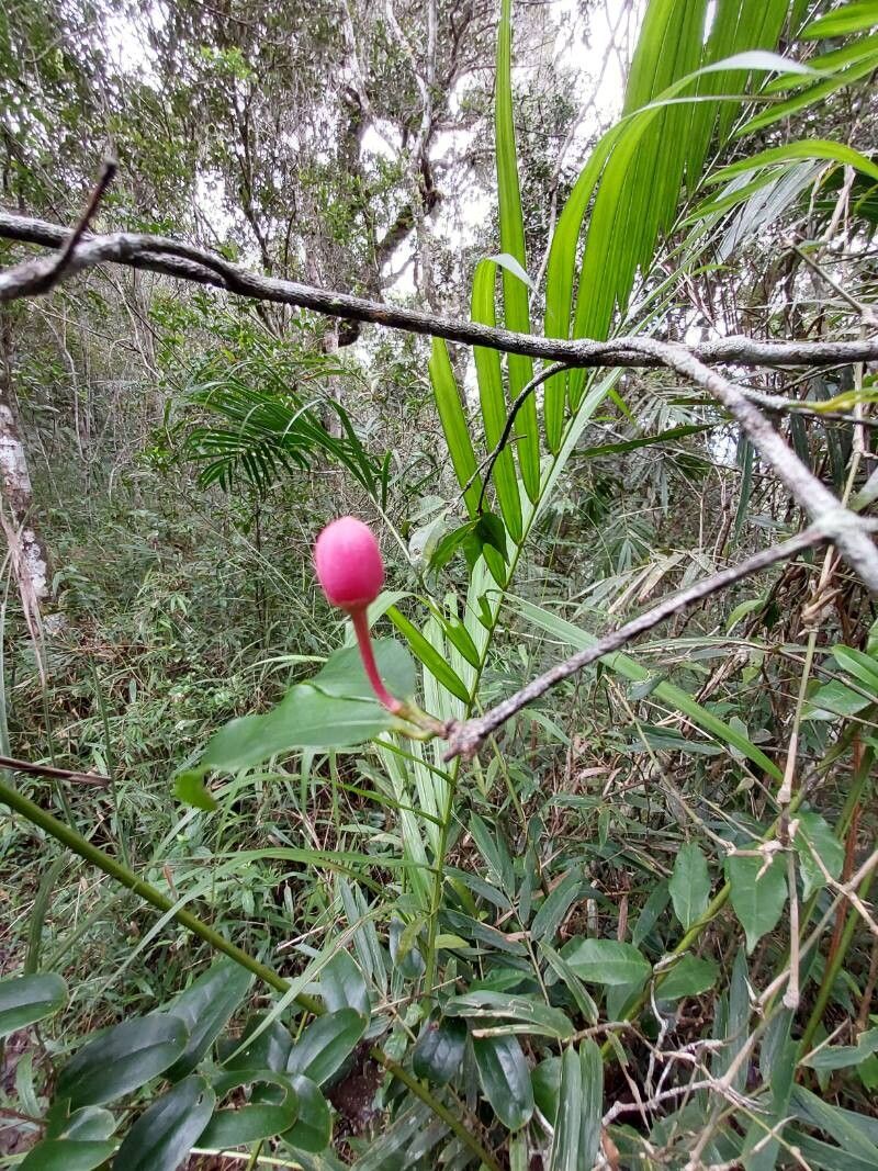 Symphonia pauciflora flower