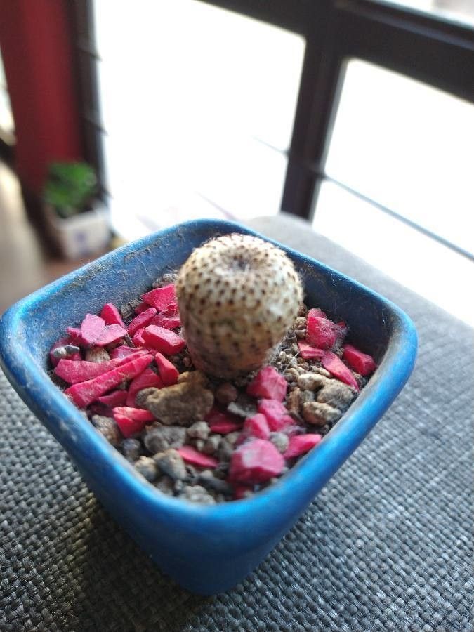 Frailea phaeodisca — search result for 'Uruguay'