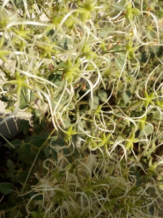 Clematis lasiantha leaf