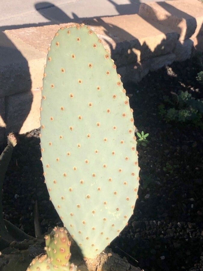 Opuntia basilaris