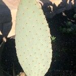 Opuntia basilaris