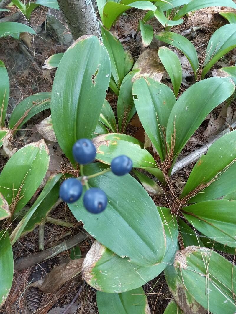 Clintonia borealis fruit