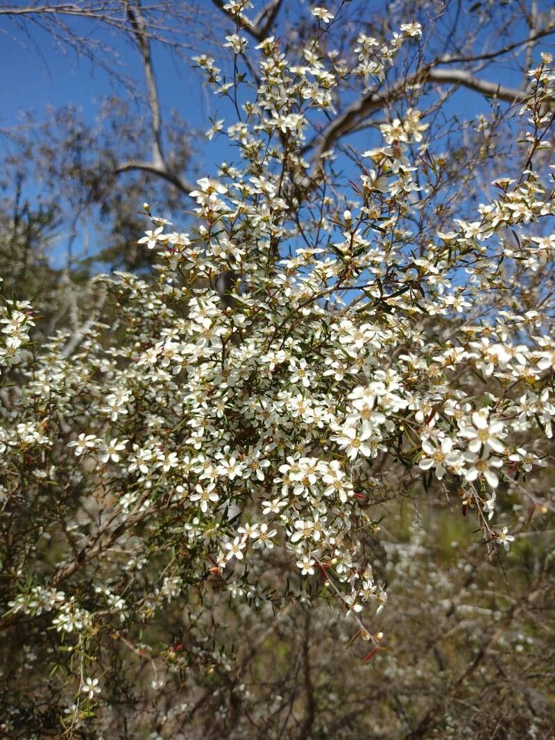 Leptospermum deanei habit
