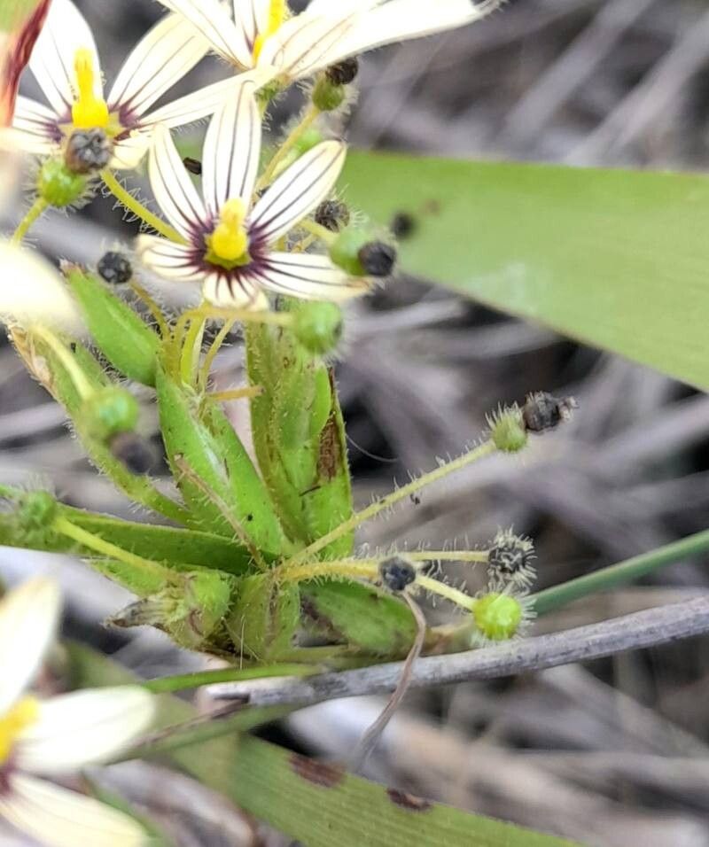 Sisyrinchium sellowianum other