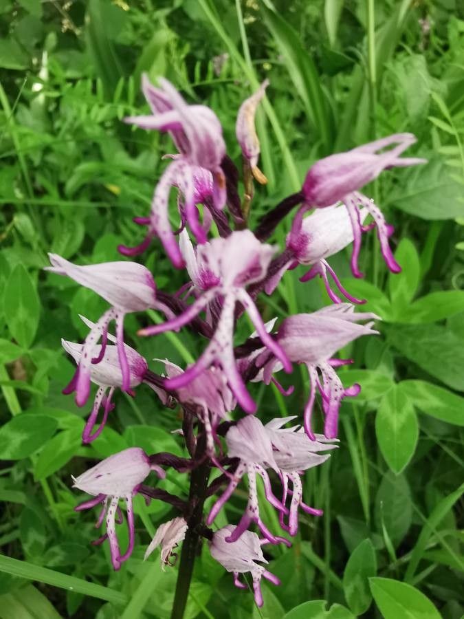 Orchis × beyrichii — houseplant care guide