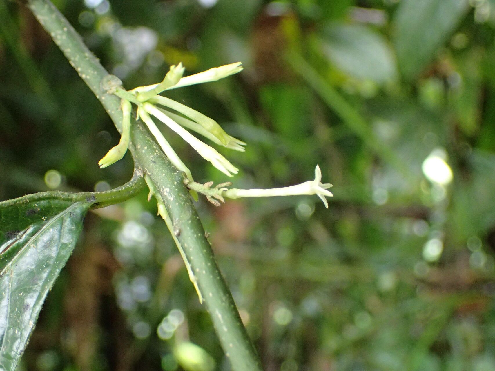 Cestrum megalophyllum flower