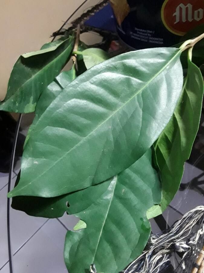 Syzygium polyanthum — search result for 'Cereus'