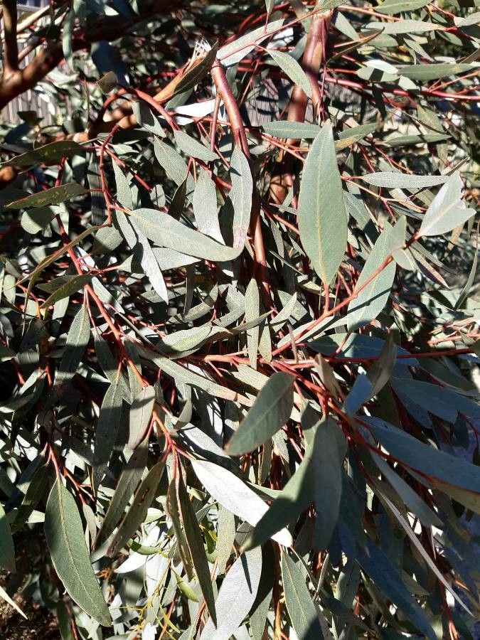 Eucalyptus steedmanii leaf