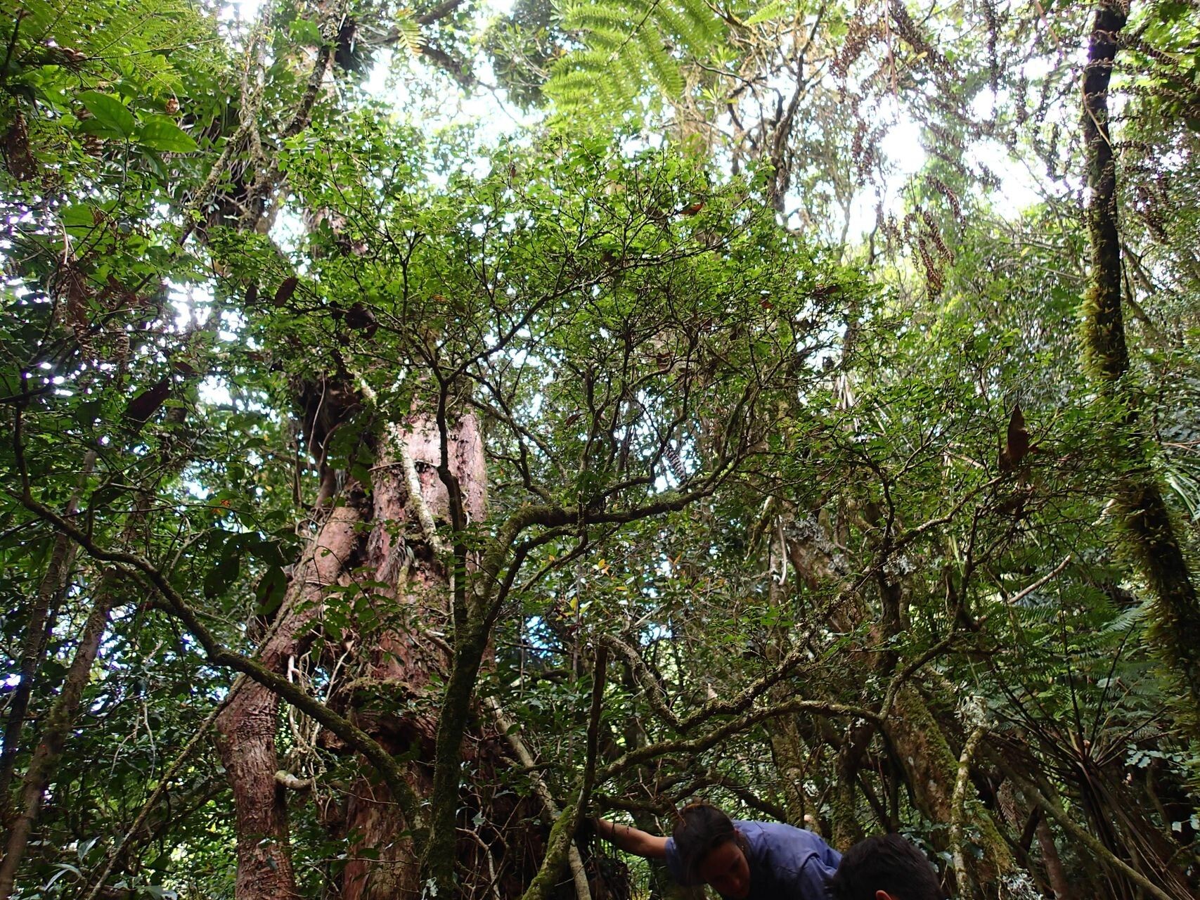 Geniostoma novae-caledoniae habit