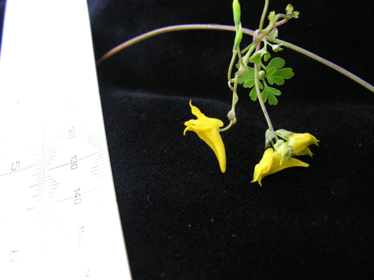 Corydalis longipes — houseplant care guide