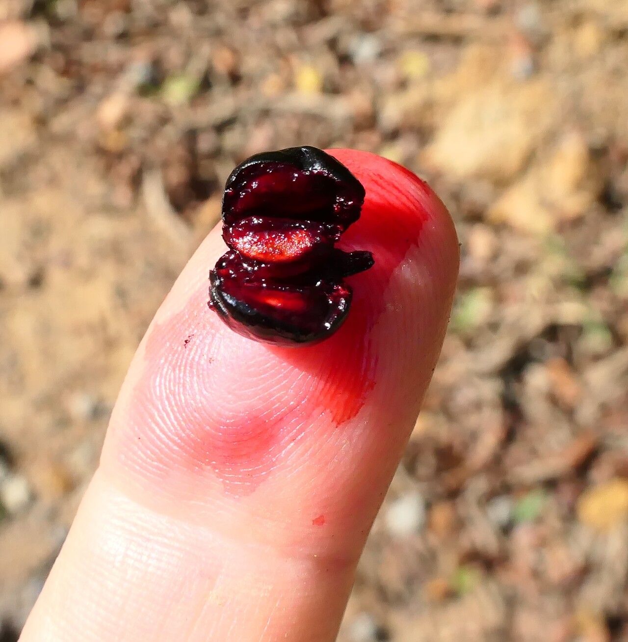 Sageretia elegans fruit